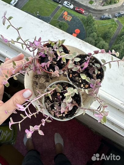 Коллизия розовая пантера