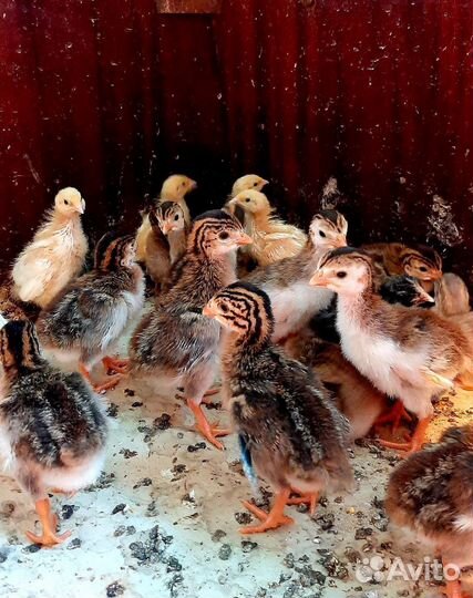 Цыплята цесарки