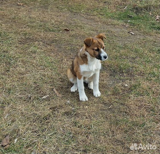Щеночки дворняжки