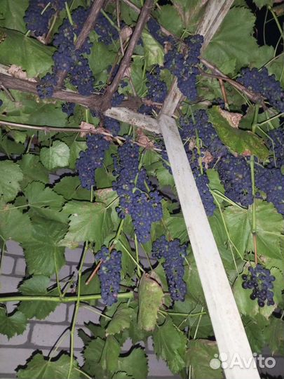 Продажа винограда