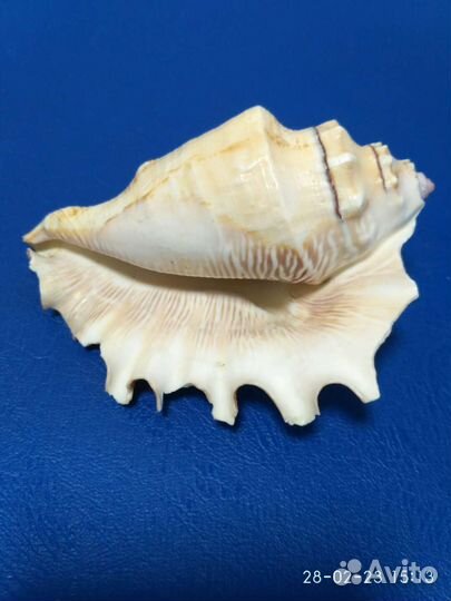 Раковины океанические привезенные с Кубы