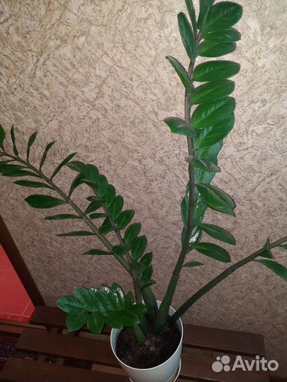 Замиокулькас