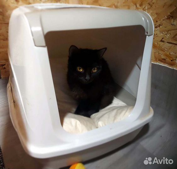 Котята ждут хозяев