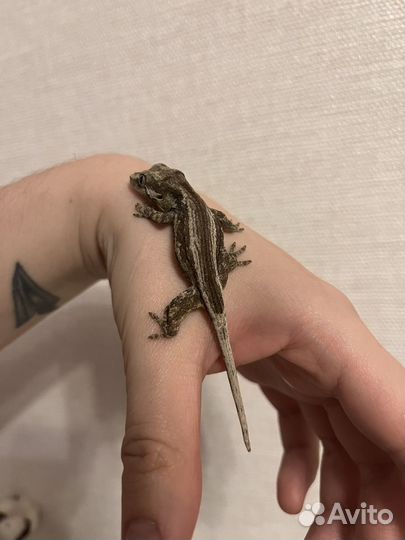 Ушастый бананоед бронь