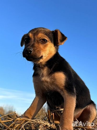 Щенок в добрые руки