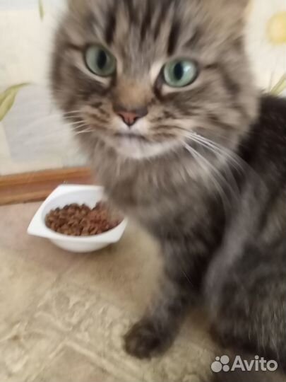 Взрослая кошка в добрые руки