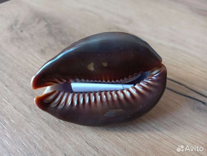 Морская раковина