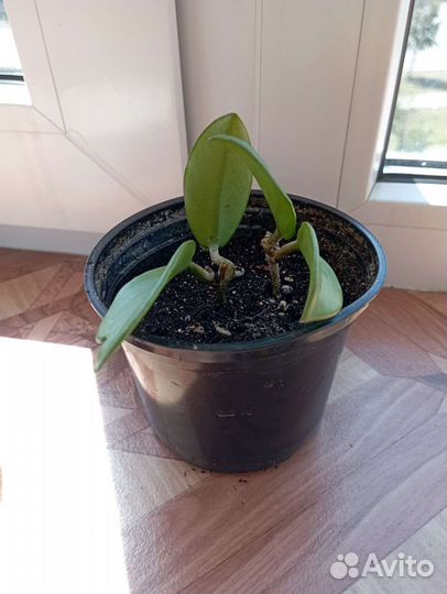 Хойя, декабрист, пуансеттия, фикус Бенджамина