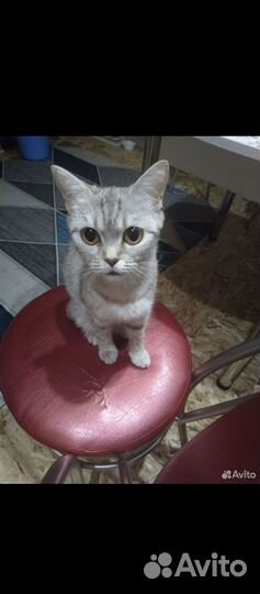 Шотландская кошка