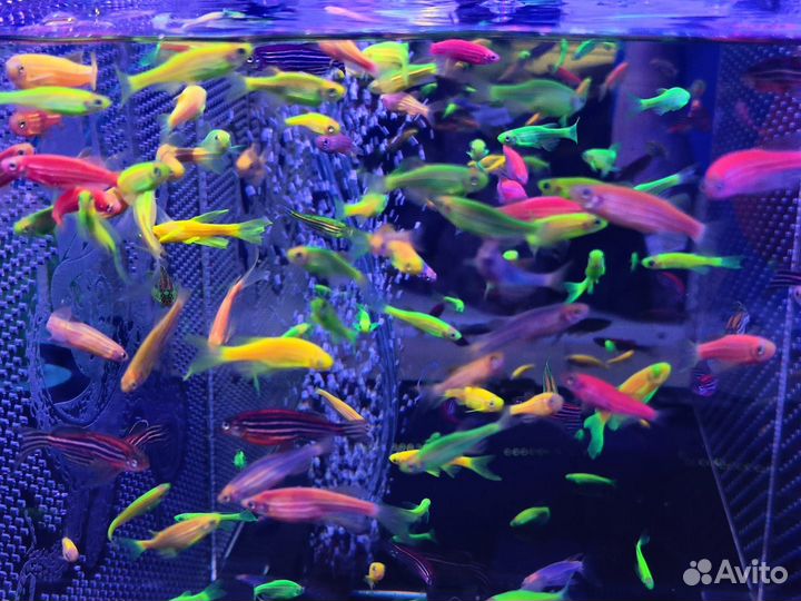 Аквариумные рыбки, петушки, креветки