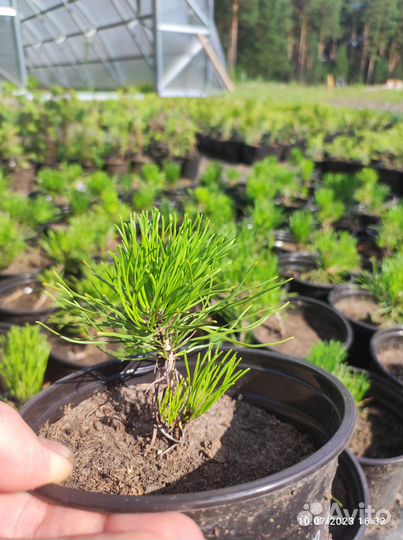 Сосна горная Пумилио (Pumilio) и Мугус (Mughus)