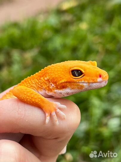 Гекконы эублефары морфы Blood Inferno
