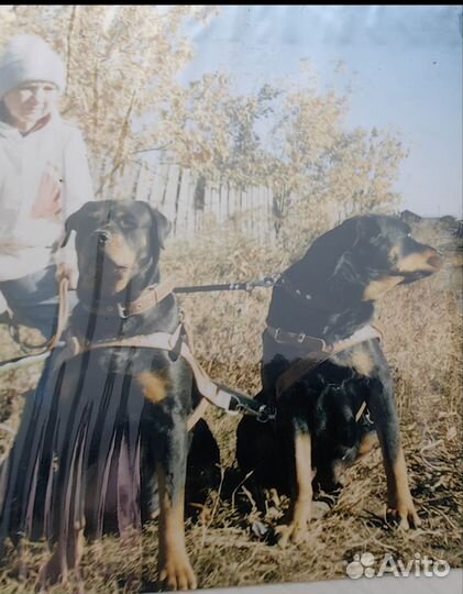 Упряжка для собак
