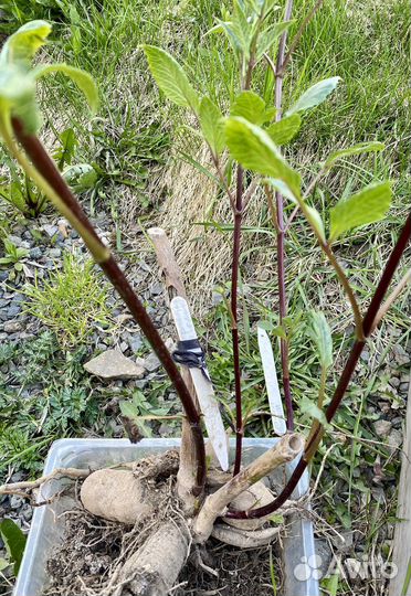 Клубни георгинов