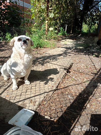 Потеряшка чехуашка