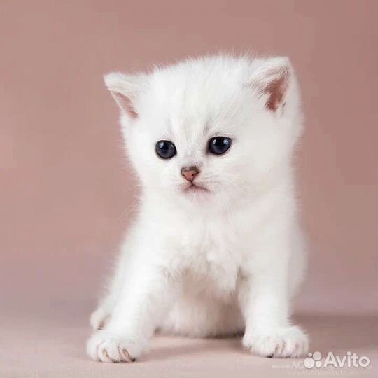 Девочка британская серебристая шиншила Arabbica