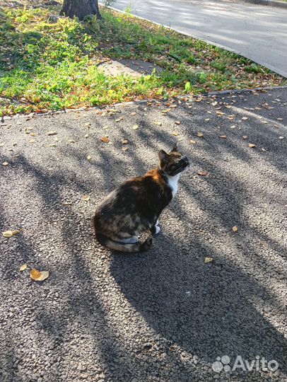 Кошка и кот ждем добрую семью, скоро зима