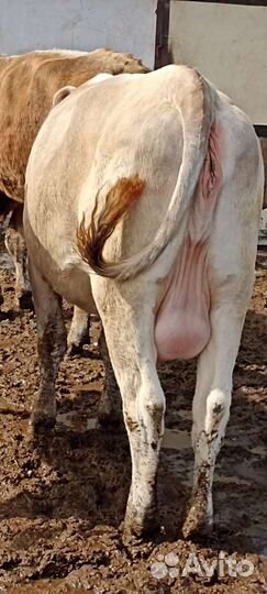 Нетели, коровы