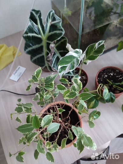 Обмен комнатными растениями