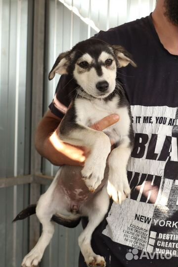 Помесь хаски щенок