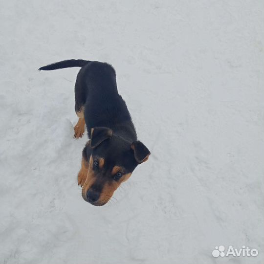 Двортерьер(дворняжка обыкновенная)