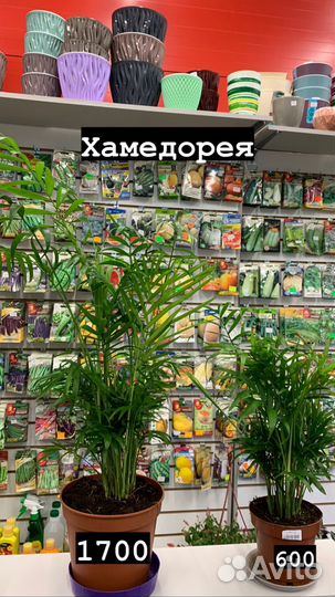 Комнатные растения