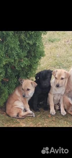 Семья собачек