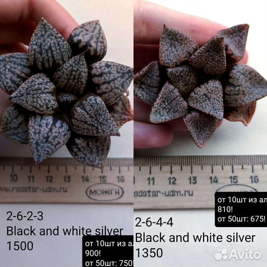 Суккуленты, хавортии 1/3