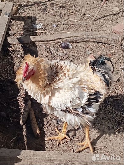 Петухи и куры