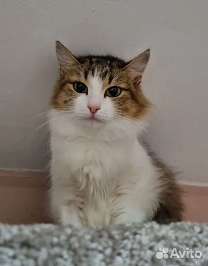 Кошка в дар бесплатно