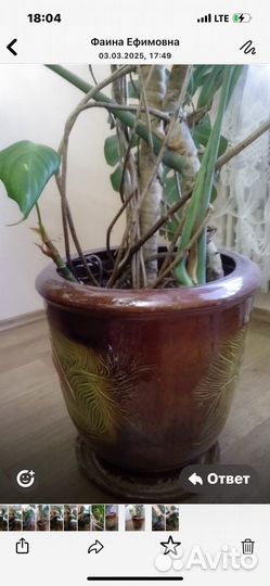 Монстера цветок