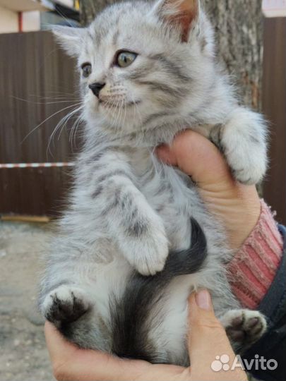 Котята мальчики