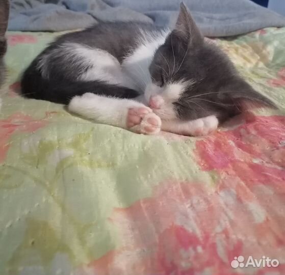 Отдам котёнка, мальчик