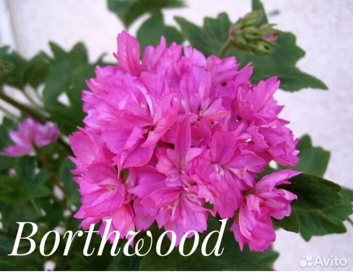 Пеларгонии звёздчатые (стеллары)