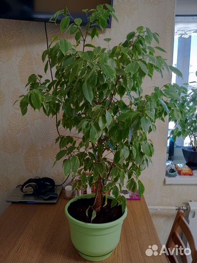 Фикус бенджамина пестролистный