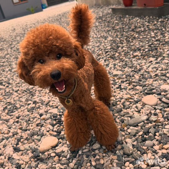 Миниатюрный пудель РКФ вязка