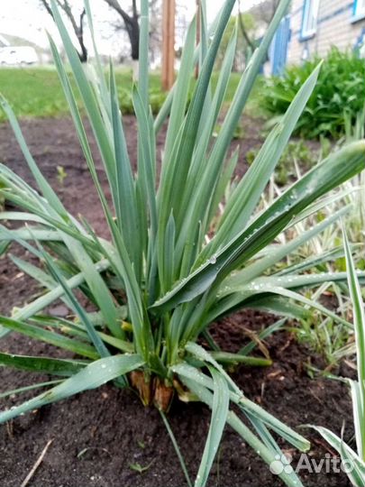 Многолетние цветы