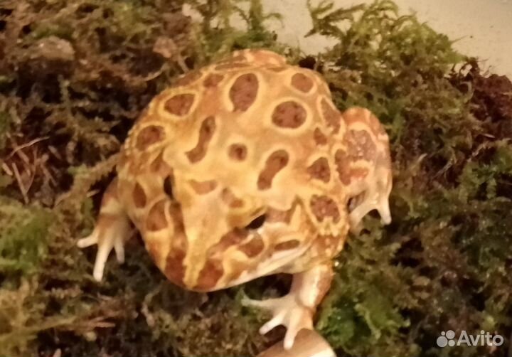 Лягушка рогатка