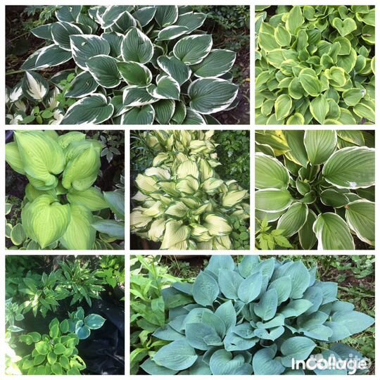 Декоративные кустарники и цветы