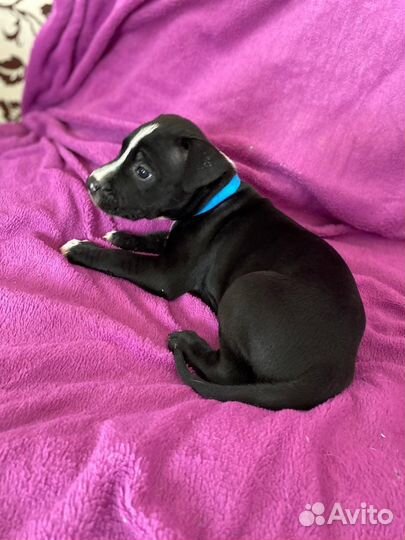 Щенки питбуля