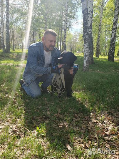 Дрессировка собак