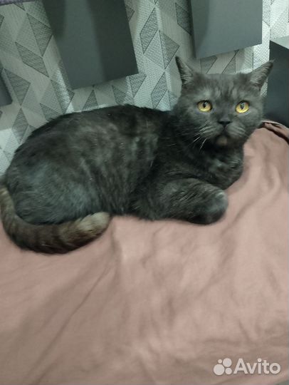 Кошка, британка, 1.5-2года