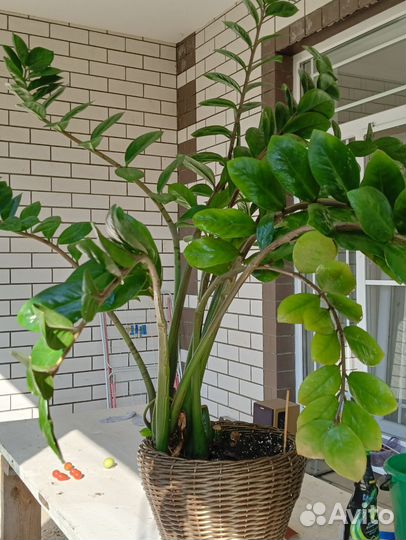 Замиокулькас