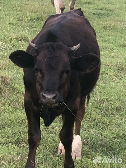 Быки,нетели,телки,дойные коровы