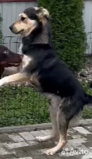 Потерялась собака