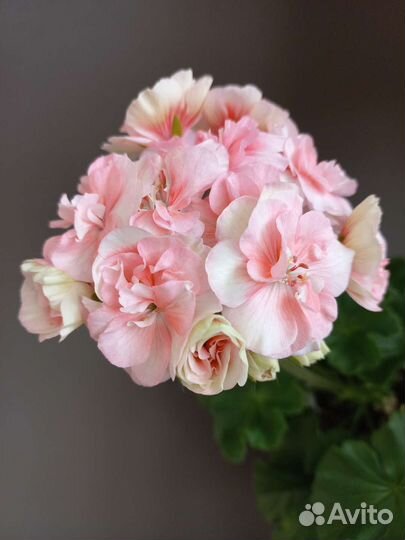 Пеларгония герань юв Анна Австрийская