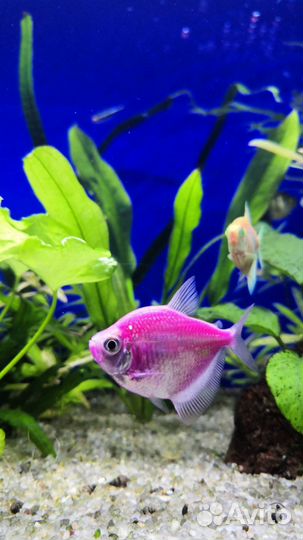 Тернеции и барбусы