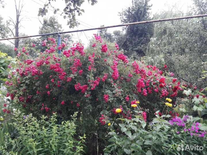 Саженцы розы плетистой