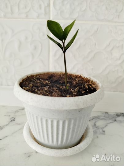 Замиокулькас / Долларовое дерево