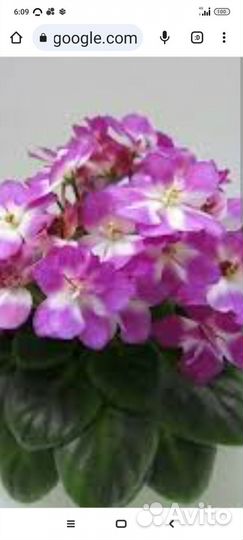 Фиалки,уже цвели